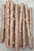 Yucca Cassava Cuttings - 5 Pack, 5-8 Inch, Easy to Grow for Propagation - Manihot esculenta