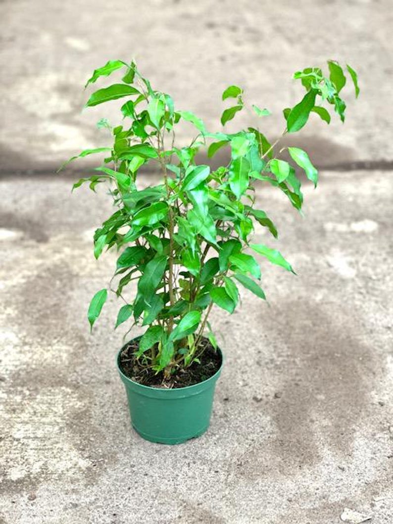 Ficus Benjamina Midnight Plant - 1ft Tall - 6" Pot - Ficus Benjamina
