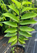 Organic Sugar Apple Custard Apple Sita Phal Plant - 1 Gallon Pot, Annona Squamosa, 10-14 Inch Sweetsop Tree