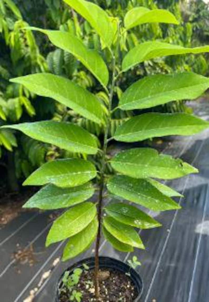 Organic Sugar Apple Custard Apple Sita Phal Plant - 1 Gallon Pot, Annona Squamosa, 10-14 Inch Sweetsop Tree