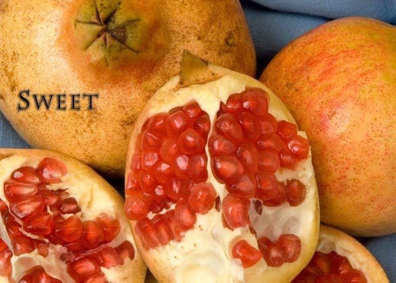 Pomegranate Plant 6" Pot A.C. Sweet Variety - Hardy, Edible Fruit - (Punica granatum)