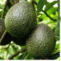 Grafted Gem Avocado Tree - 3 to 4 Feet Tall - Bigger Trunk - Persea americana