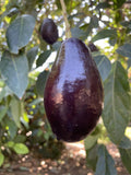 Grafted Mexicola Avocado Tree - 1 Feet Tall - Ship in Plastic Bag - Avocado Plant (Persea americana)