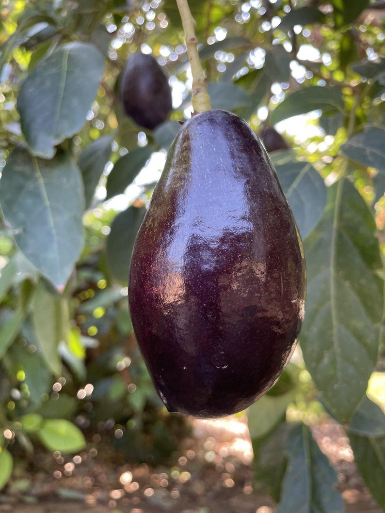 Grafted Mexicola Avocado Tree - 3 to 4 Feet Tall - Ship in 3 Gal Pot - Persea americana