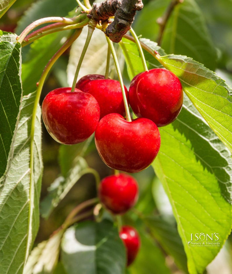 Royal Lee Cherry Tree - Grafted 3Gal Pot - Heart-Shaped Fruit - Prunus avium - Early-Season High Yield