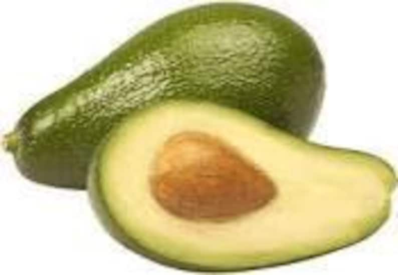 Ettinger Avocado Tree - 1ft Grafted Plant - Ship in 6" Pot - Persea americana - Indoor/Outdoor Avocado Tree