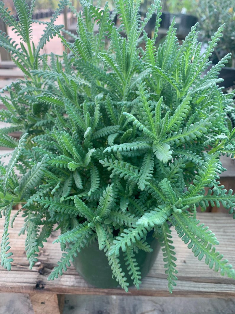 French Lavender Live Plant 6" Pot - Lavandula Dentata, Aromatic Herb, Drought-Tolerant, Fragrant Purple Flowers
