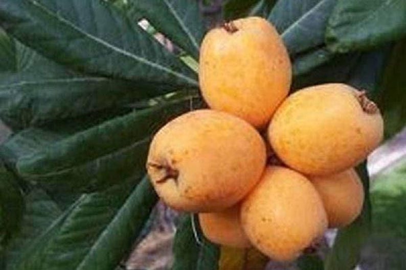 Grafted Loquat Tree - 2ft Big Jim Variety - Live Plant in 3gal Pot - Eriobotrya japonica