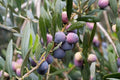 Olive Tree Plant - 6" Pot - Arbequina Variety - Olea europaea - Ideal for Backyard or Container Gardening