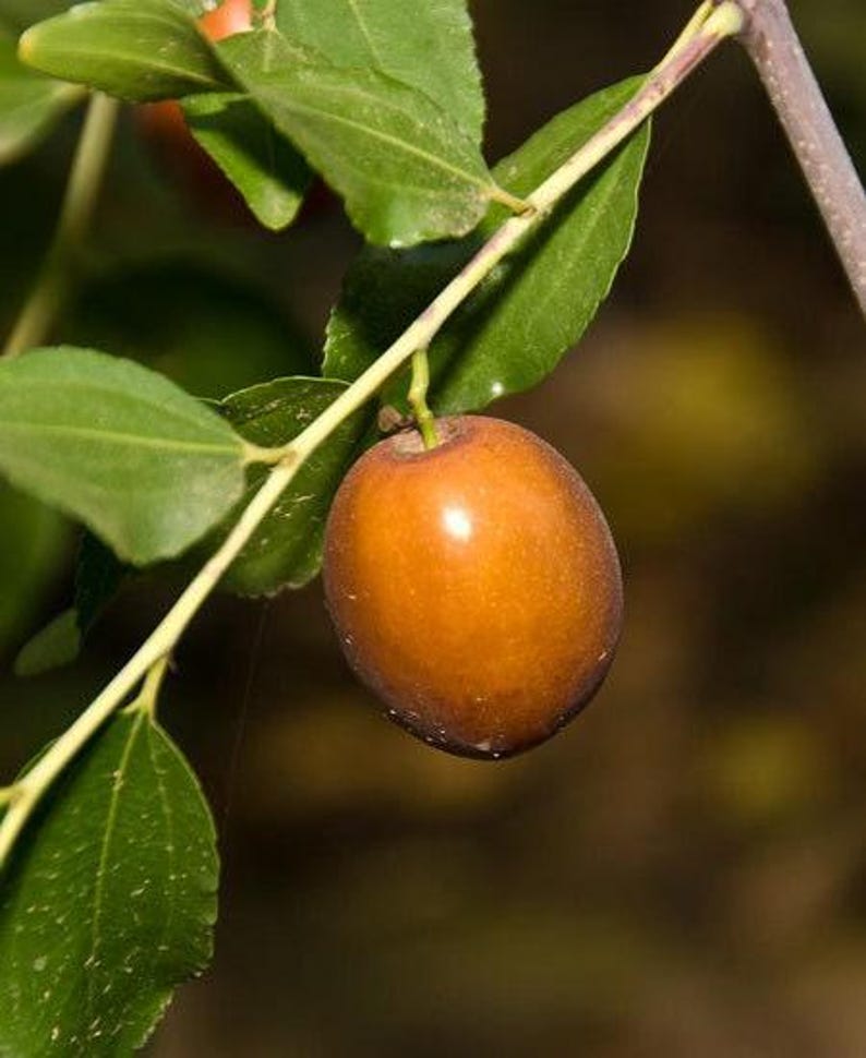 Jujube Tree - Grafted - Sugar Cane Variety - Ziziphus jujuba 'Sugar Cane' - 6" Pot - Sweet Fruit