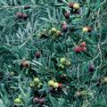 Manzanillo Olive Tree - 2 Feet - 6" Pot - Olea europaea - Ideal for Olive Oil and Eating