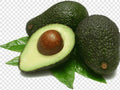 Grafted Avocado Tree - 1ft Tall - Leavens Hass Variety - Ships in 6" Pot - Avocado Plant in Plastic Bag