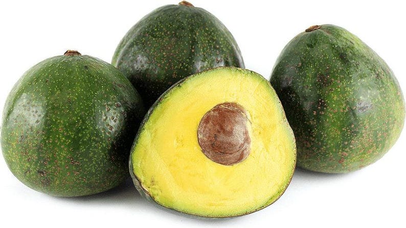 Nabal Avocado Tree - 1ft Grafted Plant - Shipping in Plastic Bag - Persea Americana