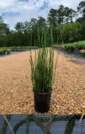 Horsetail Reed Live Plant in 1 Gallon Pot - Equisetum Hyemale - Non-Flowering Evergreen Perennial for Water Gardens