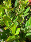 Arbutus unedo Live Plant 1 ft tall - Strawberry Tree - Evergreen with White Flowers and Red Berries