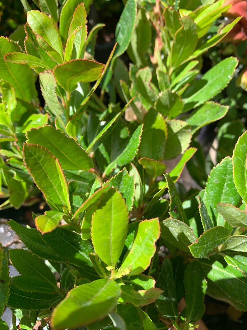 Arbutus unedo Live Plant 1 ft tall - Strawberry Tree - Evergreen with White Flowers and Red Berries