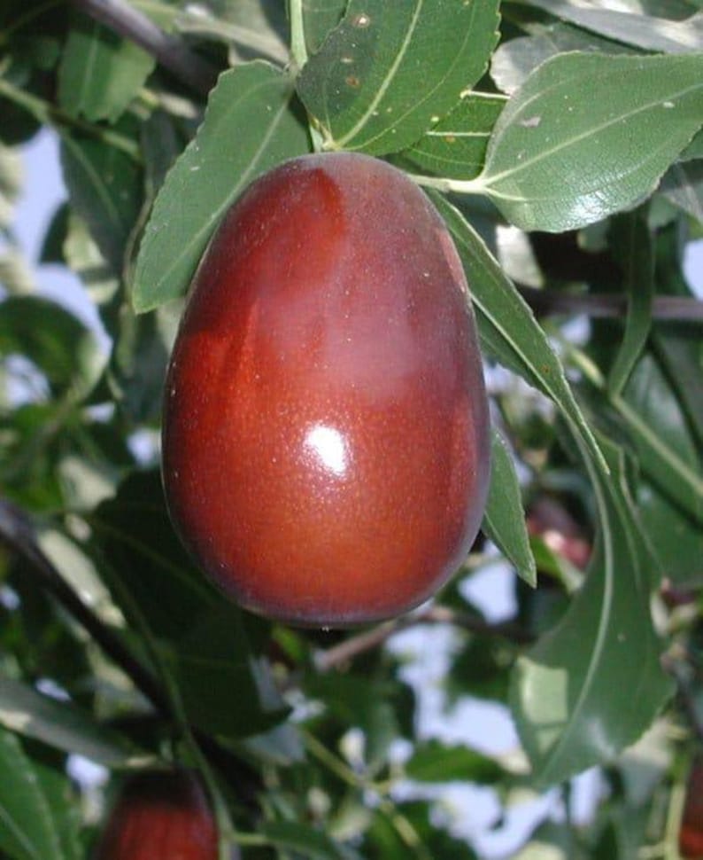 Jujube Tree 3Gal Pot Grafted Lang Variety - Sweet Pear-Shaped Fruit - Ziziphus jujuba