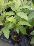 White Champaca Tree - 2 ft Grafted Air Layered - Michelia alba - Ships in 3 Gal Pot - Fragrant White Flowers