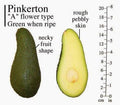 Grafted Pinkerton Avocado Tree - 3 to 4 Feet Tall - Bigger Trunk - Persea americana