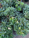 Tobira Green Live Plant in 6" Pot - Pittosporum tobira - 6-8” Tall Indoor/Outdoor Shrub