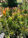 Leucadendron Safari Sunset Live Plant 1ft Tall in 6" Pot - Evergreen Shrub with Red Floral Bracts, Ideal for Bold Displays