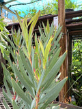 Leucadendron Golden Tulip Live Plant 1ft in 6” Pot - Leucadendron salignum - Ideal for Cut Flowers and Foliage
