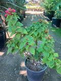 Bougainvillea Torch Ship Plant in 6" Pot - Vibrant Foliage - Bougainvillea spp.