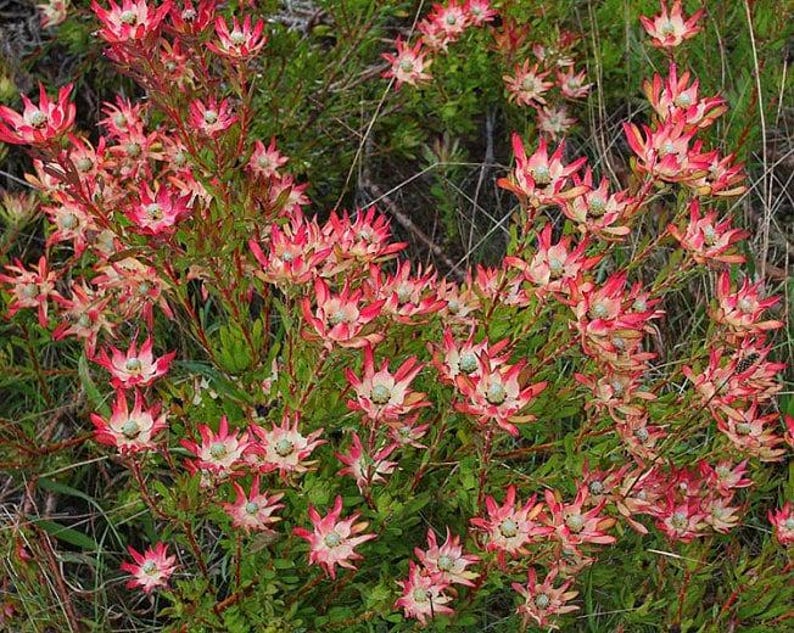 Leucadendron salignum ‘Winter Red’ Live Plant in 6" Pot - Evergreen Shrub with Purple Red Leaves for Full Sun to Part Shade