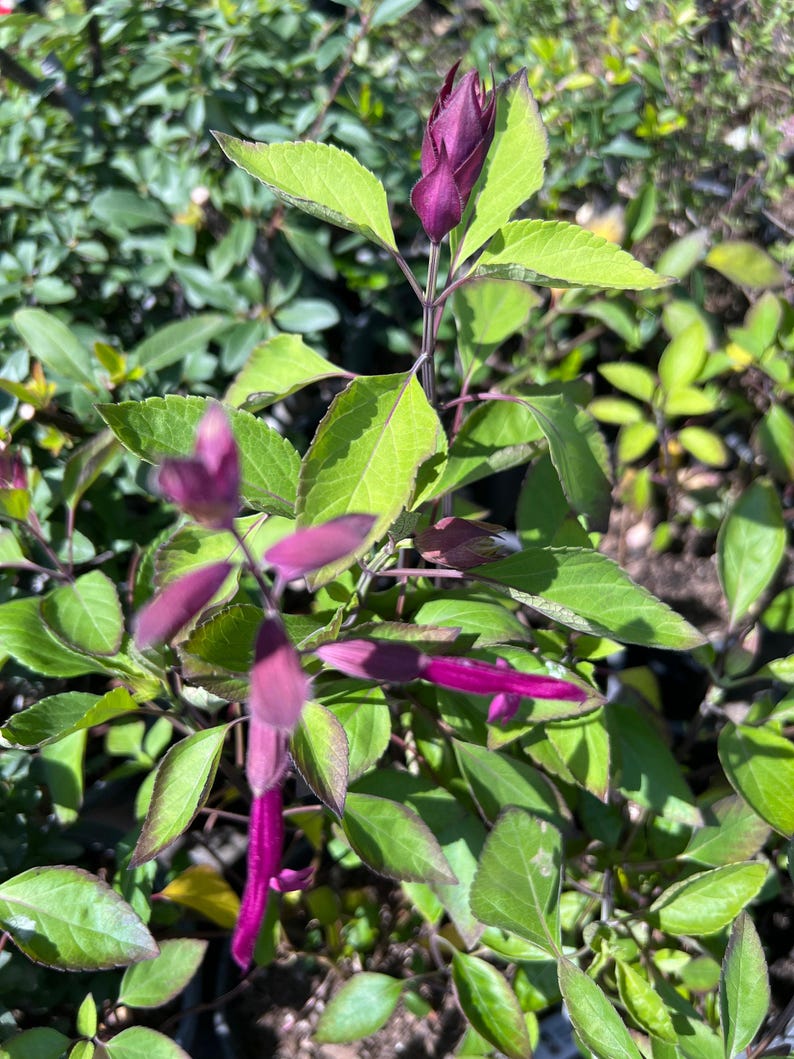 Salvia Plant 1 Gal Pot Wendy's Dream Perennial Herb (Salvia) - Vibrant Blooms, Hardy Garden Addition