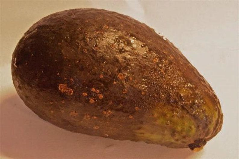 Grafted Avocado Tree - 2 to 3 Feet Tall - Sharwi Variety - Ship in 3 Gallon Pot - Perfect for Gardens and Patios