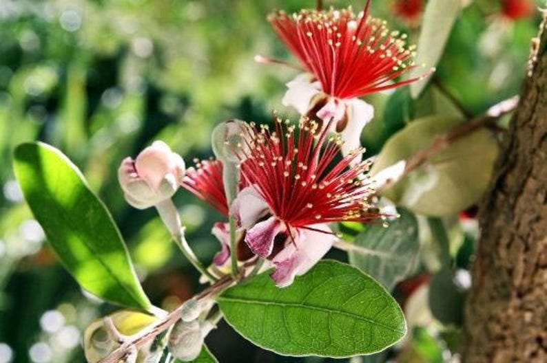 Pineapple Guava Plant 1ft Tall in 6" Pot - Feijoa Sellowiana - Live Plant with Strong Roots