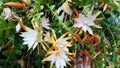 Epiphyllum Anguliger Live Plant 1-2ft - Ric Rac Orchid Cactus in 6” Pot - Long Arching Lobed Stems