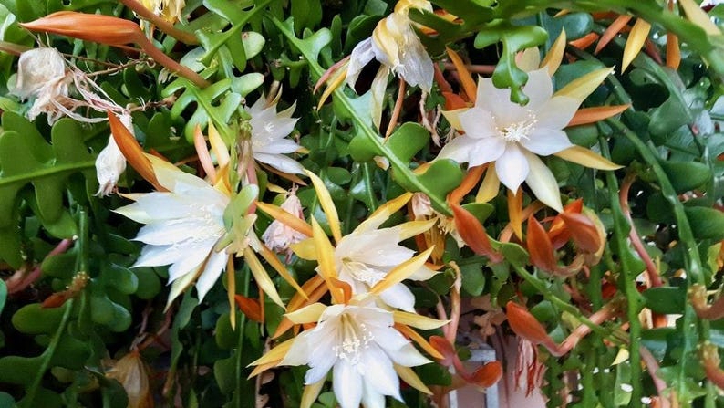 Epiphyllum Anguliger Live Plant 1-2ft - Ric Rac Orchid Cactus in 6” Pot - Long Arching Lobed Stems