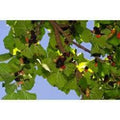 Live Mulberry Plant 3ft - Morus nigra "Persian" - Shipped in Plastic Pot - Hardy Fruit Tree for Home Garden