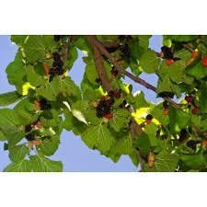 Live Mulberry Plant 3ft - Morus nigra "Persian" - Shipped in Plastic Pot - Hardy Fruit Tree for Home Garden