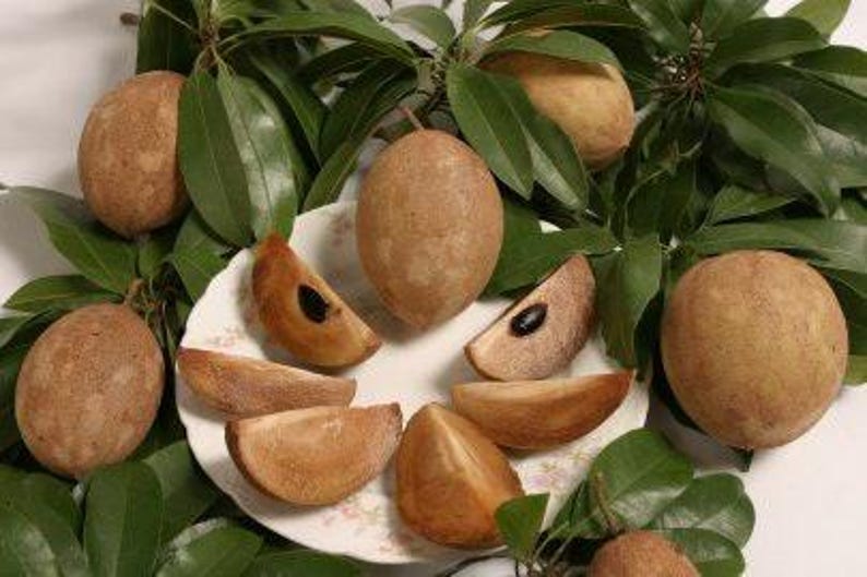 Sapodilla Plant - 2 to 3 Feet Tall - Manilkara zapota - Shipped in 3 Gallon Pot - Tropical Fruit Tree