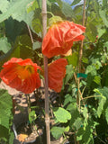Flowering Maple Plant 6” Pot Abutilon ‘Sunrise Reiter’ Coral Orange Blooms