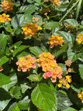 Lantana Bandana Rose Plant in 1 Gallon Pot - Colorful Flowering Perennial - Lantana camara