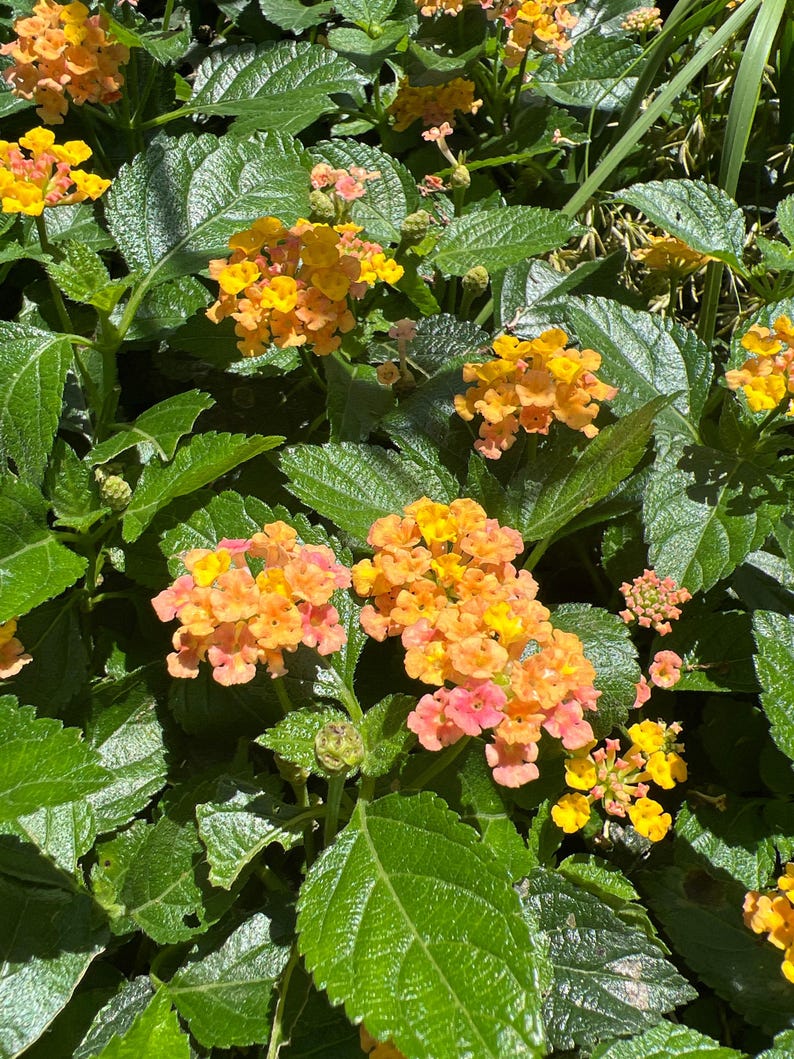 Lantana Bandana Rose Plant in 1 Gallon Pot - Colorful Flowering Perennial - Lantana camara