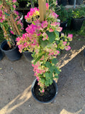 Bougainvillea Plant 3 Gallon Pink and White Variety (Bougainvillea spp.)