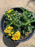 Lantana Lemon Zest Plant - 6" Live Plant in 1 Gallon Pot - Lantana camara