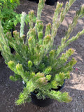 Woolly Bush Plant in 6" Pot - Silky Silver Foliage - Adenanthos sericeus - Low Water Needs, Sun to Part Shade