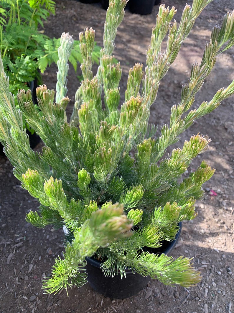 Woolly Bush Plant in 6" Pot - Silky Silver Foliage - Adenanthos sericeus - Low Water Needs, Sun to Part Shade