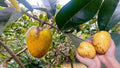 Pond Apple Plant - 1 to 2 Feet Tall - Annona Glabra - Tropical Fruit Tree in 6" Pot - Flood-Tolerant Species