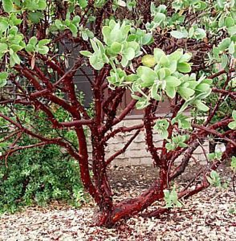 Dr. Hurd Manzanita - 6" Pot - Evergreen Shrub with Dark Reddish-Brown Bark - Arctostaphylos manzanita 'Dr. Hurd'