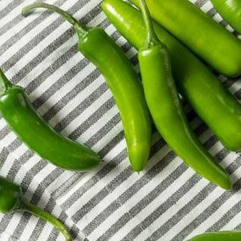 Serrano Pepper Plant in 3” Pot | Capsicum annuum | Live Edible Herb for Gardens and Containers