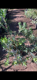 Leucadendron 'Blush' Plant in 1 Gallon Pot - Clean Foliage, Dense Form, Bright Red New Growth, Leucadendron salignum