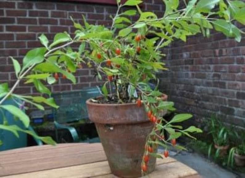 Goji Berries Plant in 6" Pot - Lycium barbarum - Antioxidant Superfruit for Health Benefits