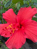 Hibiscus Live Plant 1-2’ Tall Red in 6" Pot - Hibiscus rosa-sinensis