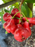 Black Perl Wax Apple Plant - 1 to 2 Feet Tall - 3 Gallon Pot - Syzygium samarangense
